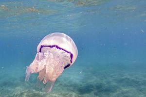 Barrel Jellyfish underwater Rhizostoma pulmo in turquoise sea photo