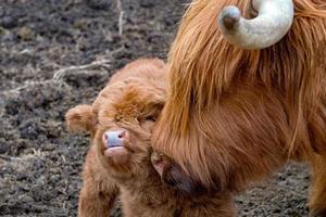 newborn Highlander scotland hairy cow mother and calf photo