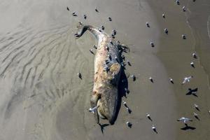 ballena gris muerta en la playa foto