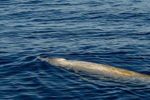 white Rare Goose Beaked whale dolphin Ziphius cavirostris photo