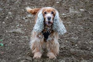 Puppy cocker spaniel playing in the ground photo