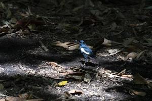 urraca endémica robin pájaro prima isla seychelles foto