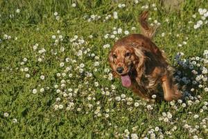 young dog running on the grass photo