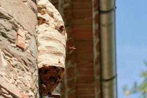 Big wasp nest on old wall photo