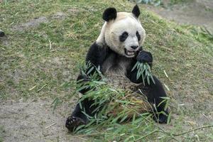 giant panda while eating bamboo photo