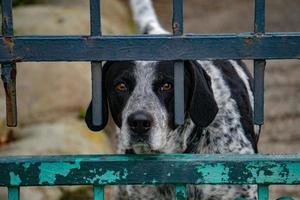 caged dog portrait looking at you photo