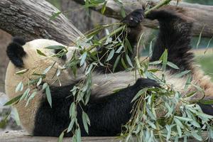 panda gigante mientras come bambú foto