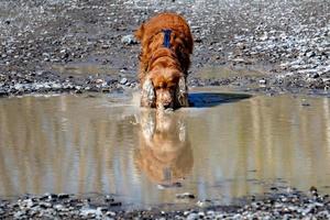 Dog reflection on a pool photo