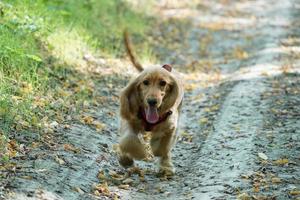 puppy dog cocker spaniel running on grass photo