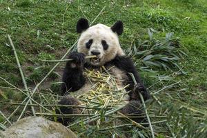 giant panda while eating bamboo photo