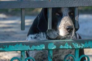 caged dog portrait looking at you photo