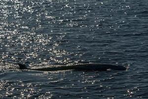 rara ballena picuda de ganso delfín ziphius cavirostris foto