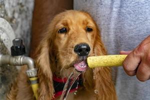 Thirsty Dog puppy cocker spaniel drinking photo