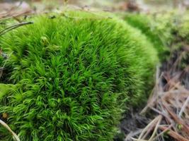 The trunk of a tree, overgrown with green moss photo