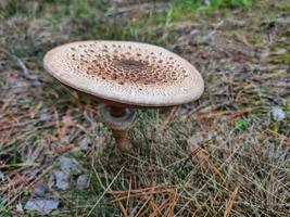 un hongo venenoso en el bosque de otoño. foto