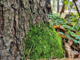 The trunk of a tree, overgrown with green moss photo