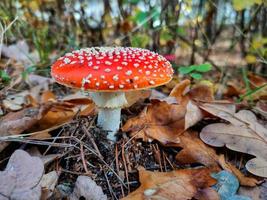 A poisonous mushroom in the autumn forest. photo