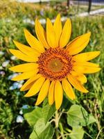 sunflowers in the garden, flowers image photo