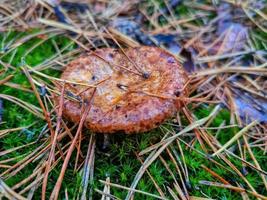 A poisonous mushroom in the autumn forest. photo