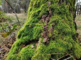 The trunk of a tree, overgrown with green moss photo