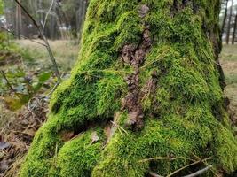 The trunk of a tree, overgrown with green moss photo