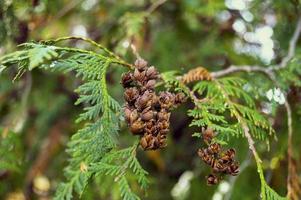 green thuja branch with cones. photo