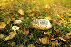 mushroom in yellow foliage on autumn lawn photo