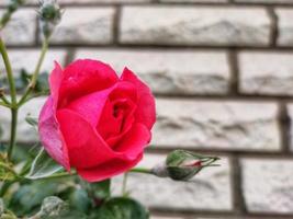 capullo de rosa rosa en el jardín con un fondo foto