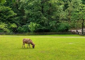 Brown donkey on the grass photo