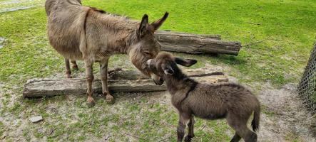 A family of wild donkeys grazes mom feeds the baby photo