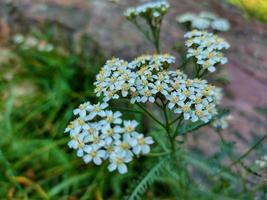 white flowers of common yarrow also known as Western Yarrow, Thousand-Leaf, Thousand-Seal, Nosebleed plant, Old man's pepper, Devil's nettle, Soldier's woundwort, Bloodwort, Milfoil, Gordaldo photo