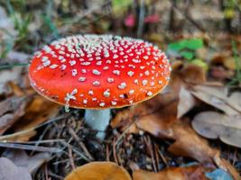 A poisonous mushroom in the autumn forest. photo