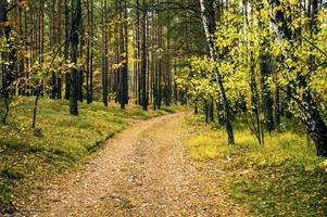 autumn forest trail Colorful nature landscape. Autumn forest background. photo