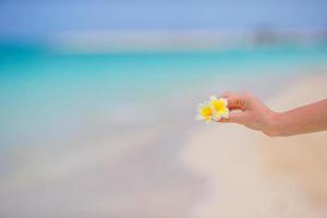 Beautiful frangipani flowers background turquoise sea on white beach photo