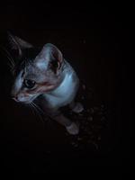 Portrait of a cat in dark photo