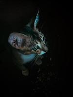 Portrait of a cat in dark photo