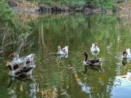 Swimming geese in the lake at Athalassa National Park, Cyprus photo