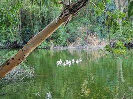 Swimming geese in the lake at Athalassa National Park, Cyprus photo