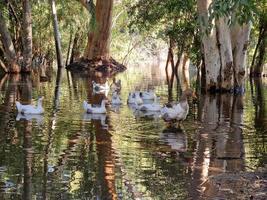 Beautiful reflections of tree barks and swimming geese in the lake at Athalassa, Cyprus photo