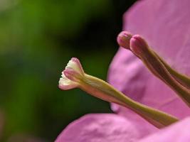 primer plano, flor rosa foto