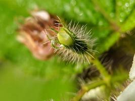 foto macro, flor de planta silvestre