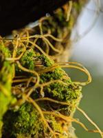 close up photo, moss on the rope photo