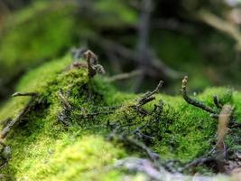 macro photography, green moss photo