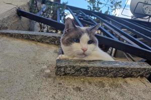 cat leaning from house balcony photo