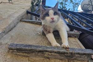 cat leaning from house balcony photo