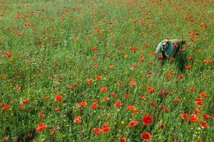 dog in Poppy field aerial view panorama landscape photo