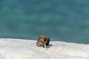 cangrejo ermitaño en la playa paraíso tropical de arena blanca foto
