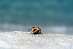 Hermit crab on white sand tropical paradise beach photo