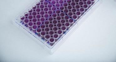 cell culture at the medicine, medical and cell culture laboratory photo