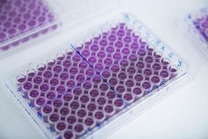 cell culture at the medicine, medical and cell culture laboratory photo